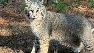 Bobcat Released Unharmed from Hollow Log Fisher Set using humane foothold trap [upl. by Everara]