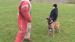 personal  family protection dog training [upl. by Assanav]