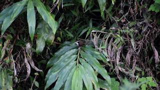 Indian Scimitar Babbler wandering around westernghats valparai babbler bird hillstation [upl. by Alrzc]