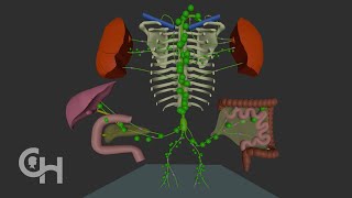 Normal Lymphatic Anatomy and Flow [upl. by Neetsyrk]