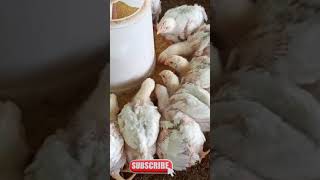 आज का थोक पौल्ट्री रेट  today poultry rateaaj ka murga mandi ka bhav in hindi Today broiler rate [upl. by Maurizia474]