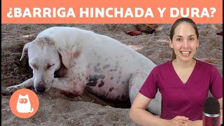 ¿Por qué mi PERRO tiene la BARRIGA HINCHADA y DURA 🐶 5 Causas y Remedios ✅ [upl. by Dnumyar990]