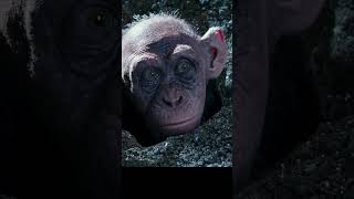 Bad Ape War for the Planet of the Apes 2017 shorts viralvideo [upl. by Phelan]