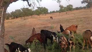 desi Goat farming bakri palan karna [upl. by Ive453]