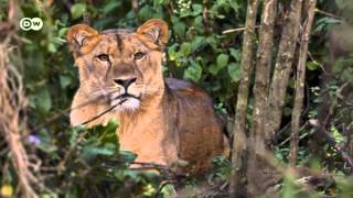 Protecting Ethiopias mountain lions [upl. by Ibbed25]