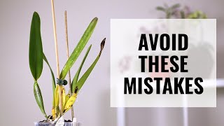 Laelia purpurata Orchid Care  What NOT to Do and Learn from My Mistakes CareCollab [upl. by Nahamas]