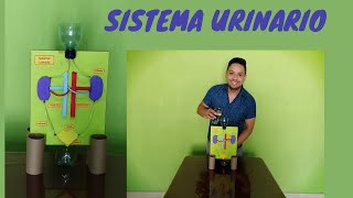 Ciencias Naturales y Tecnología Modelo anatómico Sistema Urinario [upl. by Lianne48]