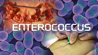 Enterococcus [upl. by Corrie4]