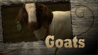 Right from the Start  Goats [upl. by Brote400]