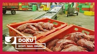 Rausgefischt und aufgetischt  Knochenjob Fischer  Experience  Die Reportage  kabel eins Doku [upl. by Yetnom]