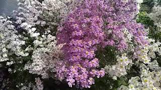 Schizanthus flower display at Ballarat bonatical garden [upl. by Nevear]