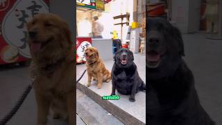 Fortunatelyl met you heartwarming animallover animals pets [upl. by Orpheus]