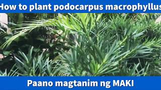 Paano Magtanim ng Maki  How to plant Podocarpus Macrophyllus [upl. by Alleen948]