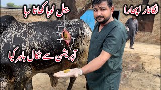 Foreign body in Bull  Dr mohsin [upl. by Soirtemed]