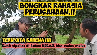 KEBUN ALPUKAT KEBAZ Rahasia Alpukat Kebaz mulus tanpa cacat [upl. by Mariandi]