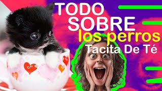 TODO sobre los perros Tacita De Té 🐶💫 [upl. by Aehsel]