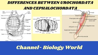 Differences between Urochordata and Cephalochordata  Urochordata and Cephalochordata [upl. by Mccullough]