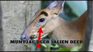 Muntjac Deer  Alien Deer [upl. by Yrailih]