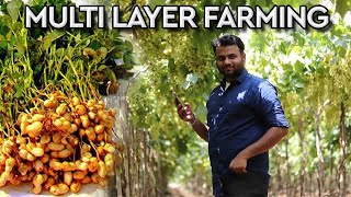 What is multi layer farming  this will change india’s future  farming engineer [upl. by Enelaj]