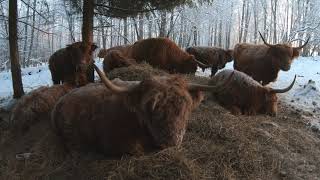 Scottish Highland Cattle In Finland Winter forest cows [upl. by Ahsert]