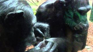 Interesting Chimpanzee behaviour in Zoo Leipzig [upl. by Enwad477]