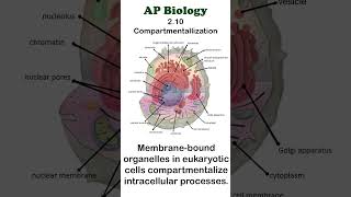 AP Bio  210 Compartmentalization apbiology cellbiology [upl. by Milzie]