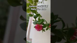 Blooms of Aptenia cordifolia Baby Sun Rose Flowers beautifulflowers Rajshreecreation2024 [upl. by Aran]