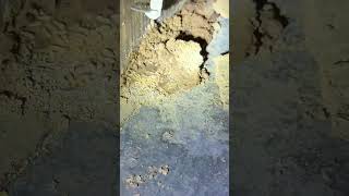 Soft Squishy Termites pestsolutions [upl. by Caras]