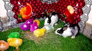 cute baby Hen and Little Rabbits Video  Little hens Video  Cute Rabbits  Rabbits Chickens [upl. by Avner103]