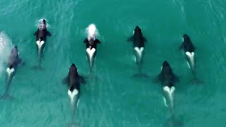 Orca released from captivity thrives in the wild  Behind the Scenes of Frozen Planet II  BBC Earth [upl. by Wardlaw]