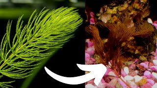 DOWNSIDES of Hornwort Watch This BEFORE YOU BUY HORNWORT [upl. by Dorthea510]