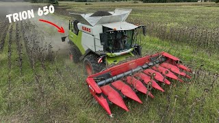 🌻Récolte tournesol 🌻 Claas trion 650🟢 [upl. by Care]