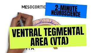 2Minute Neuroscience Ventral Tegmental Area VTA [upl. by Ilime]