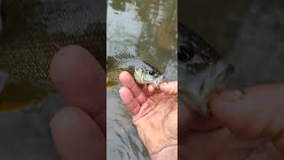 Creek Fishing Fish 3 sunfish of 6 [upl. by Deth]