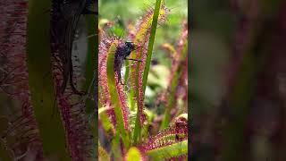 Sundew plant eating fly shorts [upl. by Thorpe]