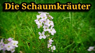 Schaumkräuter Cardamine Wiesen Wald und GartenSchaumkaut erkennen [upl. by Narib]