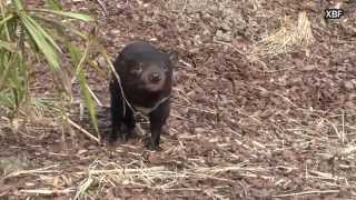 Tasmanian devil Sarcophilus harrisii HD [upl. by Bobbee]