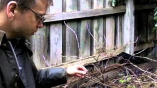 How to Prune Your Gooseberries [upl. by Marian]