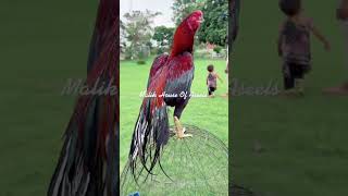 Chicken father 😈😎viralvideo treanding [upl. by Tobey]