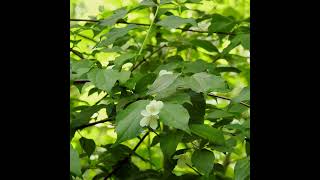 THE SINGLE MOCK ORANGE [upl. by Vic]