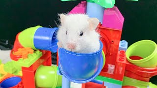 The Best Hamster Challenges 77  Hamster Escapes from the Most Amazing Mazes 🐹 Mr Hamster [upl. by Whelan]