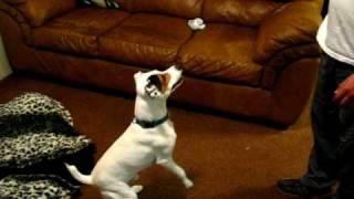 My Parson Russell Terrier Tyson playing with my brother  Part 1 [upl. by Fancy]