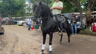 Feria ganadera 2024  1 El Salvador 🇸🇻 [upl. by Aliakim]