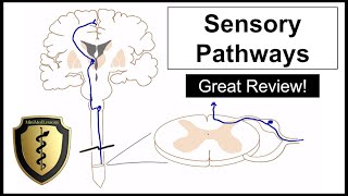 The Sensory Pathways  A Review of the Spinothalamic and Dorsal Column Tracts [upl. by Murage]