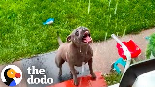 Pittie Leaps Out The Door When It Rains  The Dodo [upl. by Wahs]