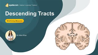 Descending Tracts of Spinal Cord  NeuroAnatomy Made Easy for Students  VLearning™ [upl. by Anthony]