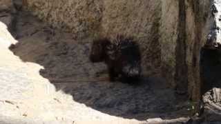 Stachelschwein Baby Tierpark Berlin [upl. by Auof773]