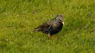 Common Starling or European Starling Sturnus vulgaris  Star 1 [upl. by Yauqram782]