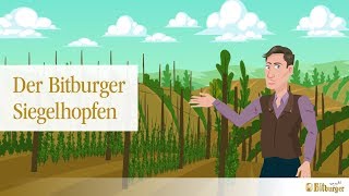 Bitburger erklärt Der Bitburger Siegelhopfen [upl. by Krispin27]