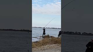 Pro SURF CASTING for BLACKFISH fishing blackfish tog surfcast casting surfcasting surf cast [upl. by Adnalro]